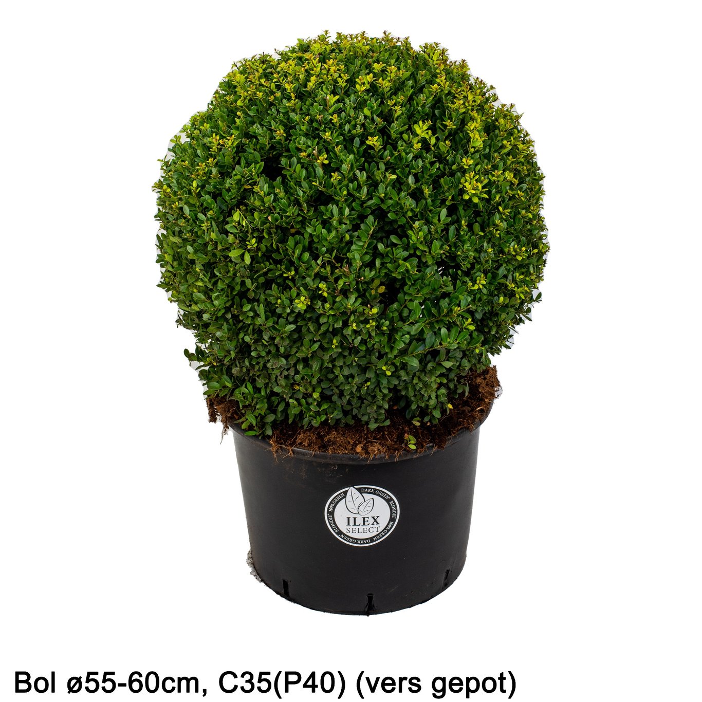 Ilex crenata 'Dark Green'® - 60 CM Ball Cont.
